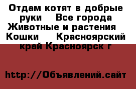 Отдам котят в добрые руки. - Все города Животные и растения » Кошки   . Красноярский край,Красноярск г.